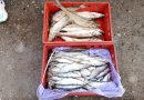 На рынках Чувашии выявили нарушения при продаже продуктов