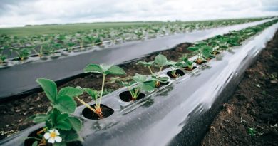 В Чувашии фермеры смогут получить до 30 млн рублей по гранту «Перспектива»